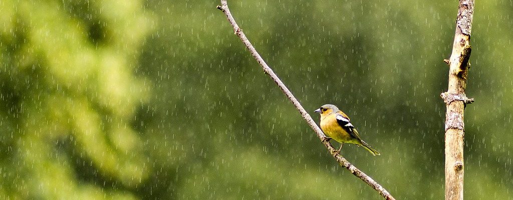 Raining